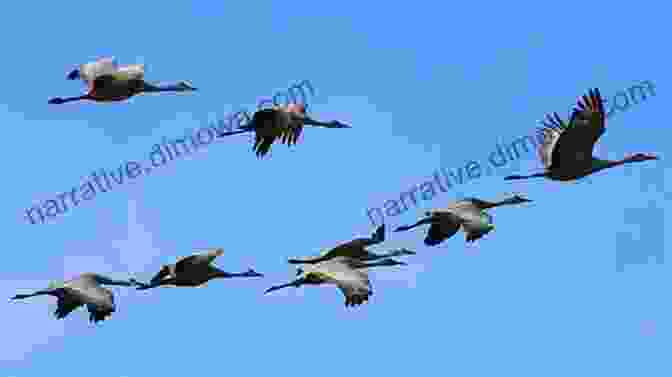 A Flock Of Migratory Birds Taking Flight Atlas Of Amazing Migrations Megan Lee