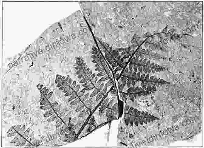 A Fossil Of An Ancient Fern, Preserved In Exquisite Detail, Revealing The Intricate Beauty Of Prehistoric Life. Dragons Teeth And Thunderstones: The Quest For The Meaning Of Fossils