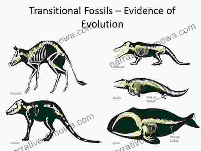 A Graphic Depicting The Evolution Of A Species From Its Fossil Ancestors To Its Modern Form, Highlighting The Continuity And Change In The History Of Life. Dragons Teeth And Thunderstones: The Quest For The Meaning Of Fossils