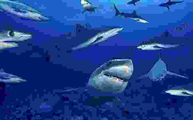 A Group Of Sharks Swimming In The Ocean. Shark: Why We Need To Save The World S Most Misunderstood Predator For Shark Week 2024 Seaspiracy And Conservation Fans