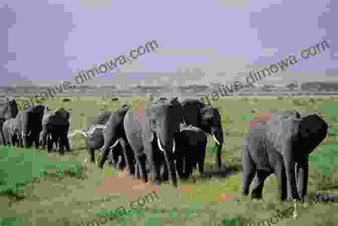 A Herd Of Elephants Traveling Across The African Savanna Atlas Of Amazing Migrations Megan Lee