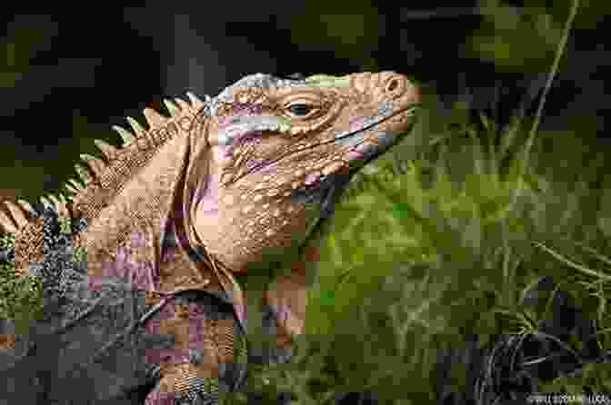 Author's Image O Iguana My Iguana : Herbivore Is Beautiful