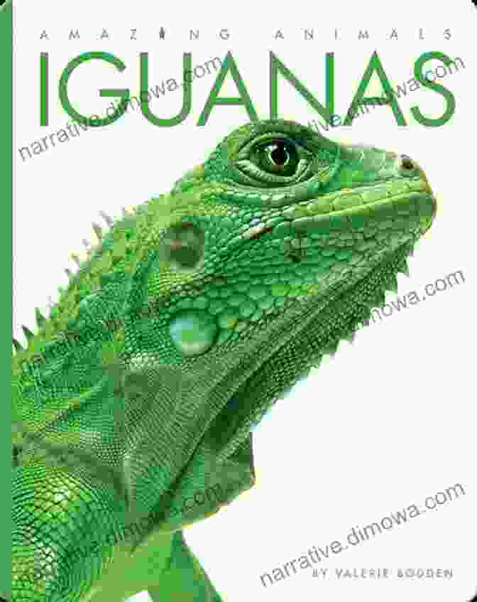 Book Cover O Iguana My Iguana : Herbivore Is Beautiful