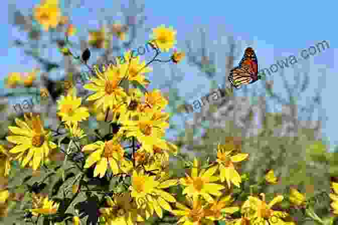 Butterflies In Flight Over A Field Of Flowers Britain S Butterflies: A Field Guide To The Butterflies Of Great Britain And Ireland Fully Revised And Updated Fourth Edition (WILDGuides 75)