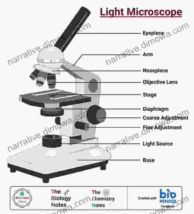 Diagram Of A Light Microscope Understanding Light Microscopy (RMS Royal Microscopical Society)